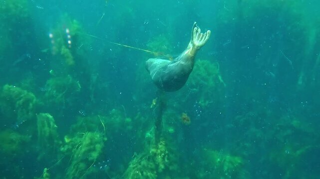 Rare footage of a young grey seal (whitecoat) playing by creating a seaweed necklace, spinning around in kelp. Check my gallery for similar footages.