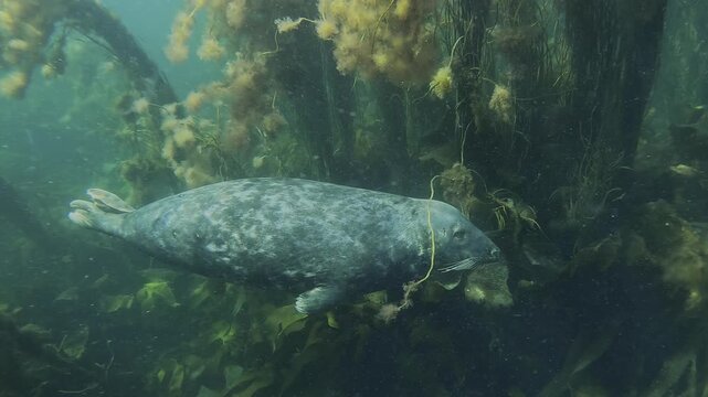 An adult male grey seal swims past the camera, glancing at the lens, amidst a backdrop of kelp seaweeds. Filmed in Brittany, France. Check my gallery for similar footages.