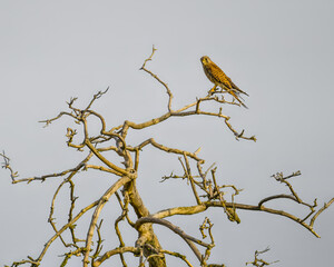 Falcon perching on a bare dry tree, light sky in background