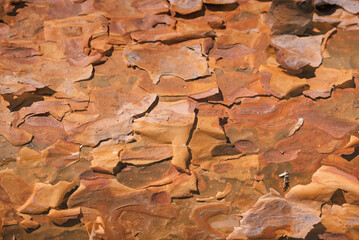 Background with wood texture pine