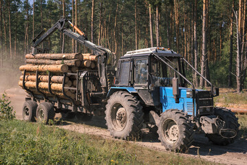Obraz premium Tractor removes harvested wood from the forest