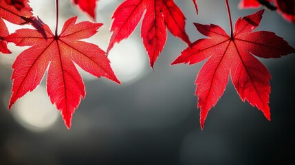 Vibrant red maple leaves shimmer delicately against a blurred backdrop, capturing the essence of autumn's beauty.