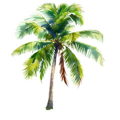 Obraz premium A vibrant palm tree showcasing lush green fronds, perfect for tropical themes and nature-inspired designs.