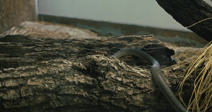 Slender black mamba snake gliding across rough tree bark in a naturalistic setting