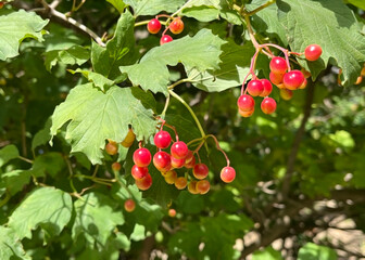 Fototapeta premium viburnum berries hanging on a branch of a viburnum bush