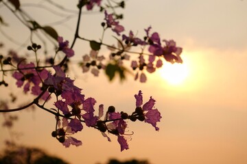 Pink flowers on silhouette against sunshine background,Autumn background 