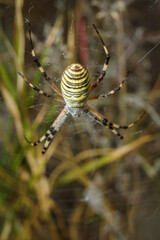 Beautiful yellow and black striped Agriope bruennichi spider in its web, soft focused macro shot