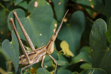 Brown long headed acrida from acrididae among pea plant foliage, locust grasshopper, soft focused...
