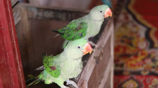Beautiful Footage a young Pair of  Eclectus Parrot pair in the shop. Alexender parrot. Raw chiks. baby parrots. Green ring neck parrot. Beautiful 4K Footage.