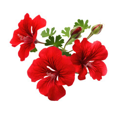 Beautiful geranium flowers isolated on white