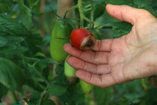 Farmer’s hands holding ripe and unripe tomatoes with Apical rot disease on plant in the vegetable garden on summer