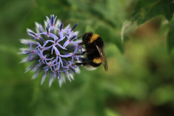 Bombus on Echinops ritro flowers in the garden. Bumble bee on blue globe thistles plants on summer