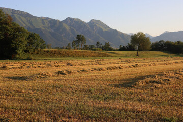 Cut alfalfa field ready to be baled at dawn against mountains background. Agricultural landscape on summer season