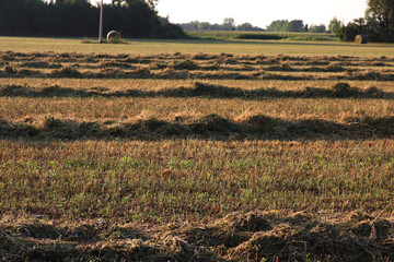 Cut alfalfa field ready to be baled at dawn. Agricultural landscape on summer season