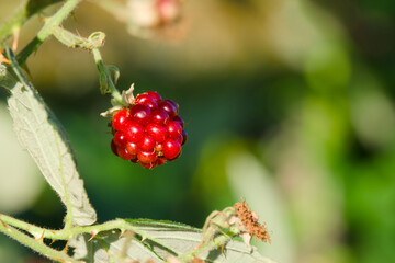 ripening blackberry on the blurred background close-up