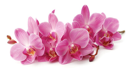 pink orchid isolated on white