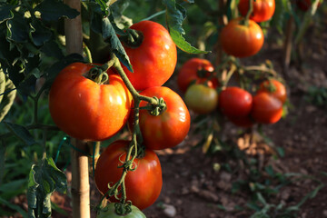 Close-up of red ripe Optima big tomatoes on plant  in the vegetable garden on summer 