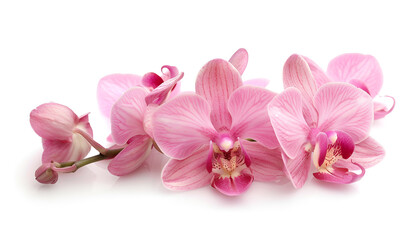 Obraz premium pink orchid isolated on white