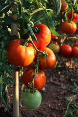 Close-up of red ripe Optima big tomatoes on plant  in the vegetable garden on summer 