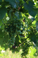 Close-up of white Pinot grapes on plant in the vineyard in Italy at dawn