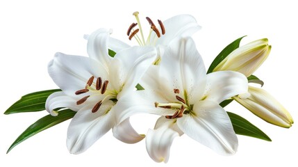 Elegant Watercolor Lilies with Green Leaves