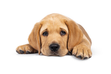 Tired baby Labrador dog puppy, laying head down facing front. Looking straight to camera with droopy eyes. Isolated on a white background.