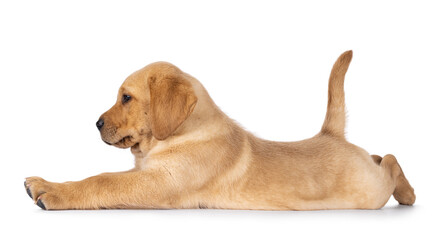 Cute baby Labrador dog puppy, laying side ways in funny yoga pose. Looking away from camera....