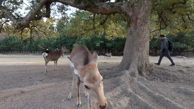 Closeup POV shot of a Japanese deer bowing and eating biscuits from the hand of a tourist at the Nara Park in Nara, Japan.	