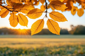 Fototapeta premium A serene autumn sunset casts a warm light effect across a wonderful landscape where golden leaves flutter in the breeze sunlight filtering through the trees banner with copy space