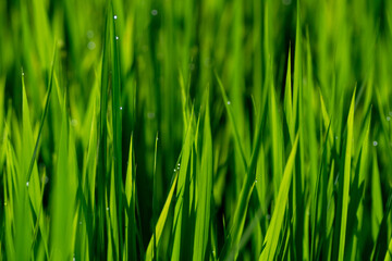 Naklejka premium 稲の葉