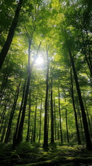 Obraz premium nature forest landscape