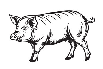 Fototapeta premium Sketch of a pig. Vector vintage illustration hand drawn large fat pig isolated on white background.