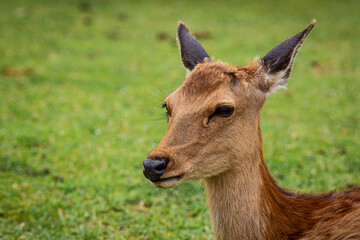 Biche dans le parc à cervidés de Nara au Japon
