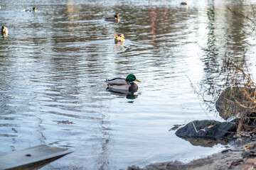 duck in the water pond