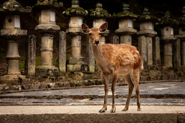 Biche dans le parc à cervidés de Nara au Japon