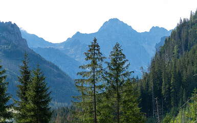 mountain view forest landscape Poland Zakopane