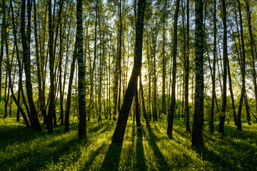 Grove of birches with young green leaves at sunset or sunrise in spring or summer.