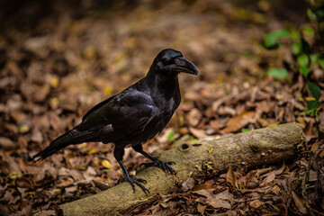 Fototapeta premium Corneille dans la forêt
