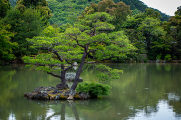 Bonzaï sur une île au centre d'un lac dans un jardin japonais