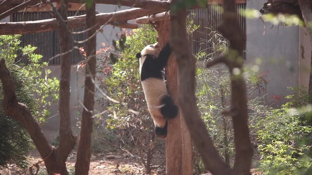 Giant panda clumsily climbing down a tree