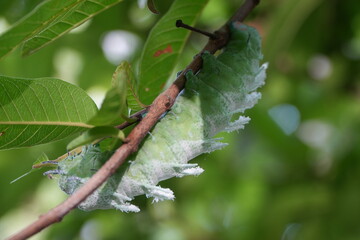 Caterpillar