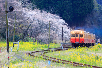 桜と菜の花が咲く月崎を出発する小湊鐵道の気動車