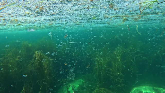 Underwater view of salps (Salpa fusiformis), also known as sea grapes or sea squirts, during their invasion in Brittany in the summer of 2024. Check my gallery for salps footage.