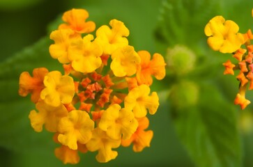 Macro Photo of Beautiful lantana flowers growing in the garden. Macro photo of lantana flower.