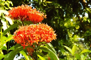 Beautiful red spike flower. King Ixora blooming (Ixora chinensis). Rubiaceae flowers. Ixora flower....