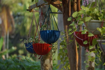 Garden plants in a hanging pot in a Kerala village