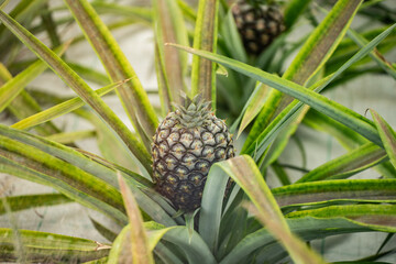 Ananas