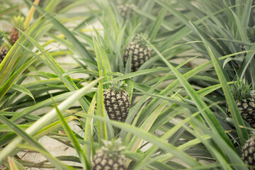 Ananas