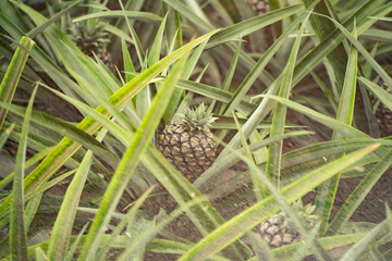 Ananas