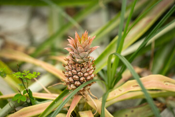 Ananas